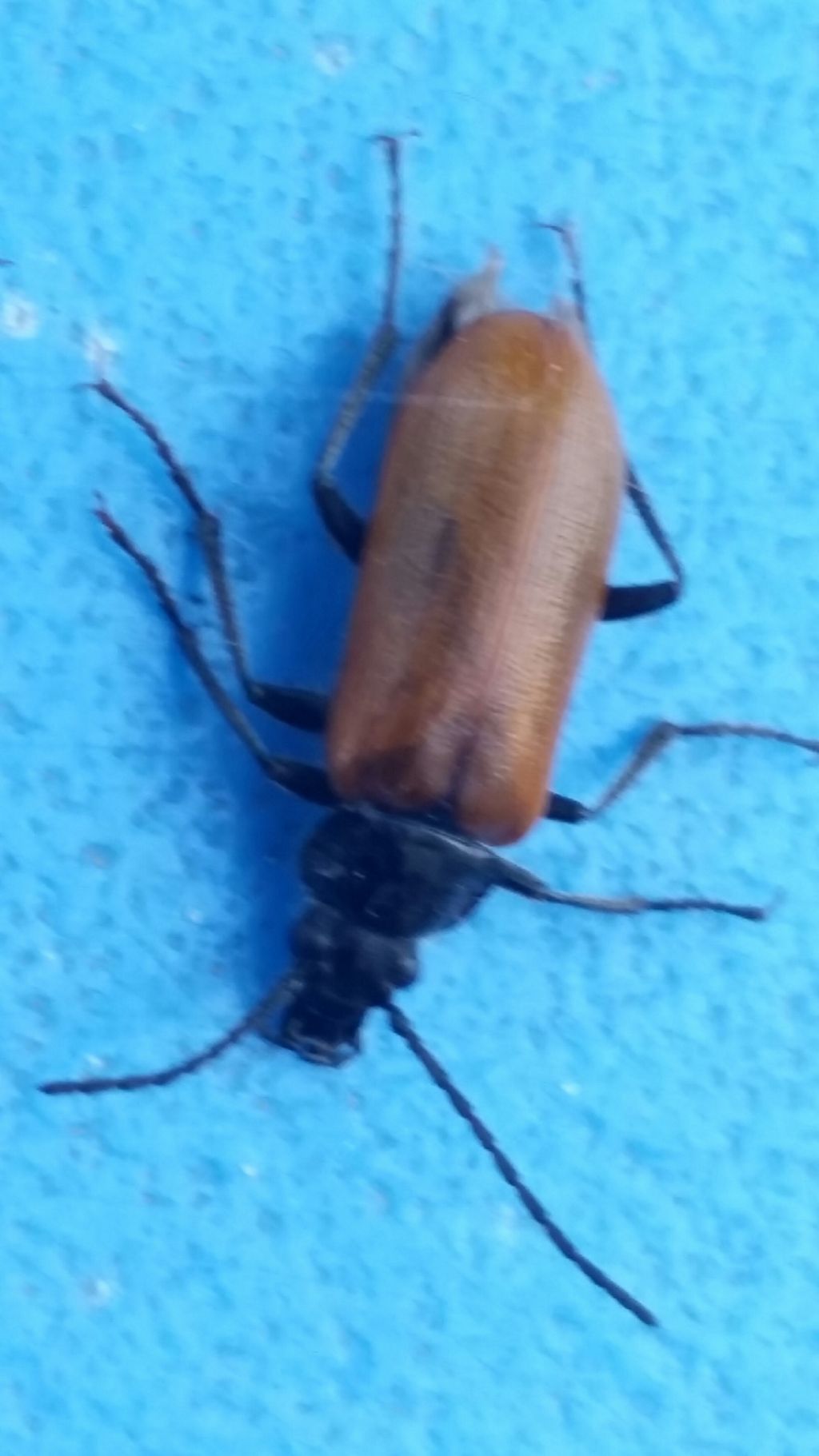 Omophlus sp., Tenebrionidae